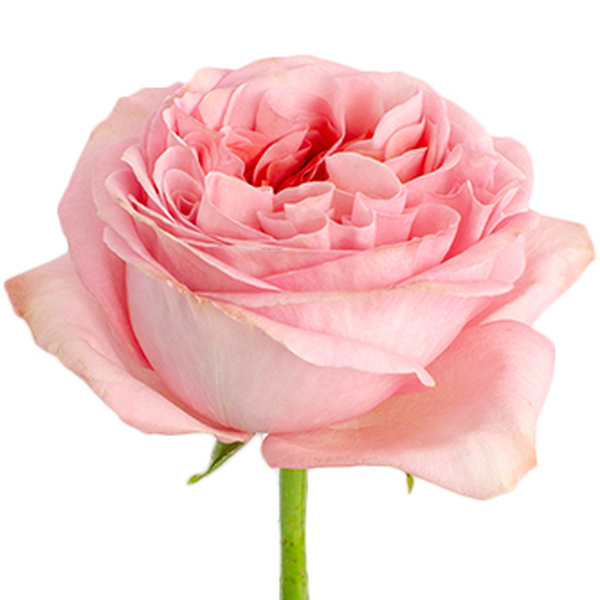 ROSA IMP. 50CM *PINK XPRESSION* GARDEN