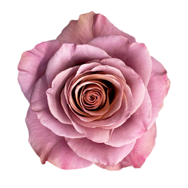 ROSA IMP. 50CM *PURPLE MOON*