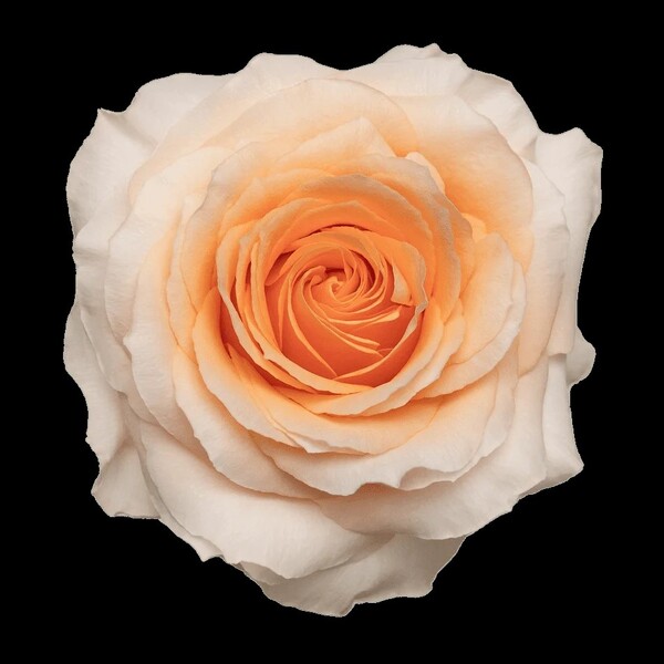 ROSA IMP. 60CM *FELICITY*