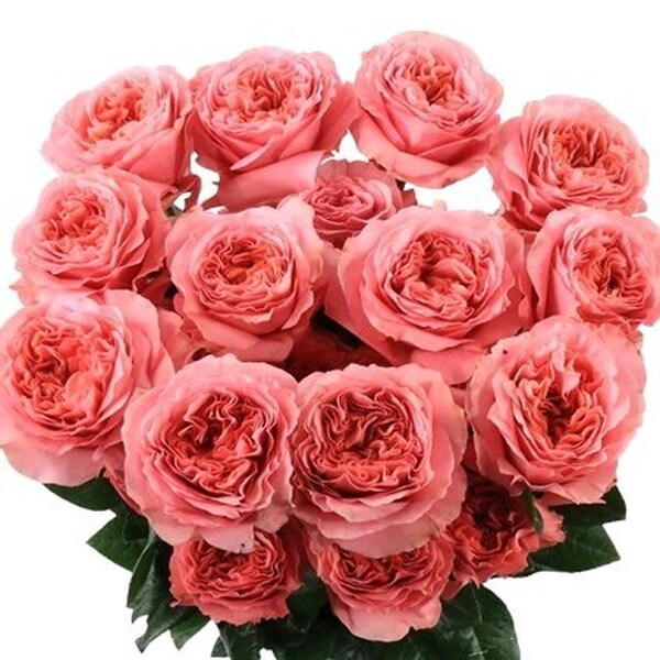 ROSA IMP. 60CM *PINK XPRESSION* GARDEN