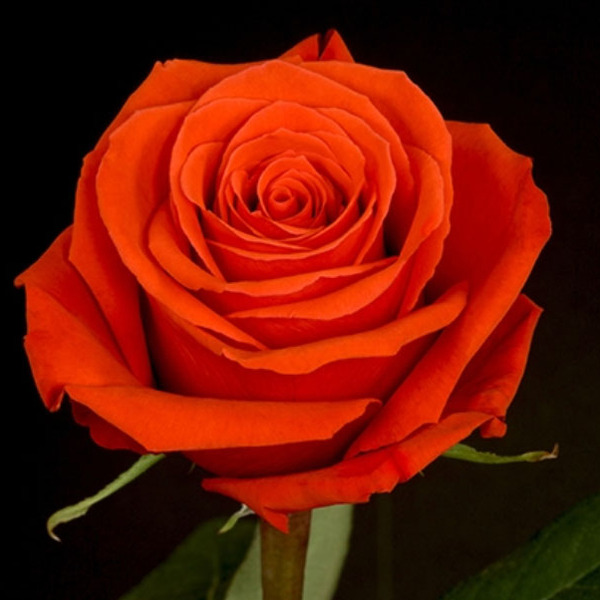 ROSA IMP. 70CM *NINA*