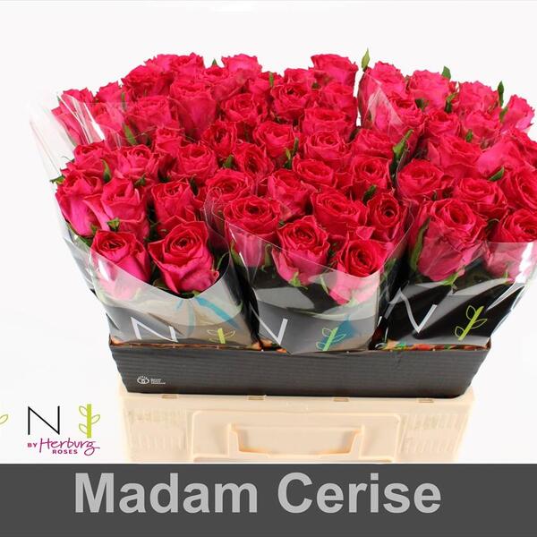 ROSA *MADAM CERISE* 60CM