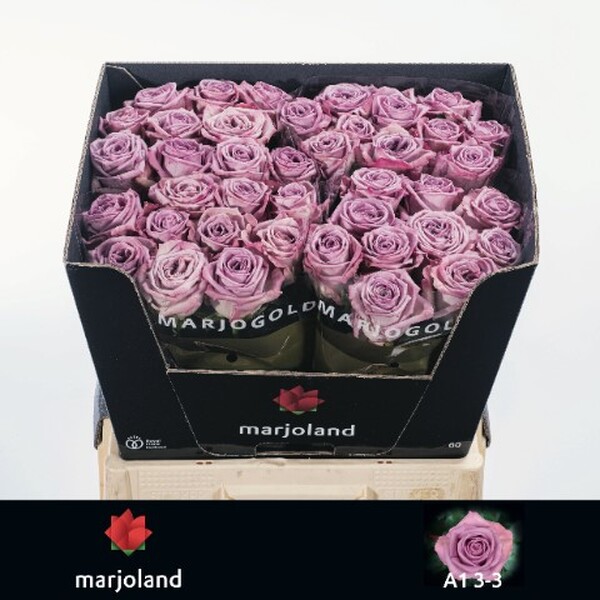 ROSA NAYELI! 60CM