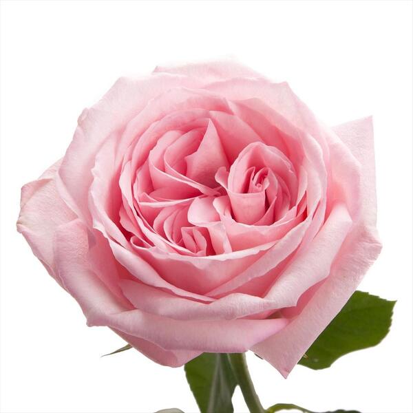 ROSA GARDEN *PINK OHARA* 70CM
