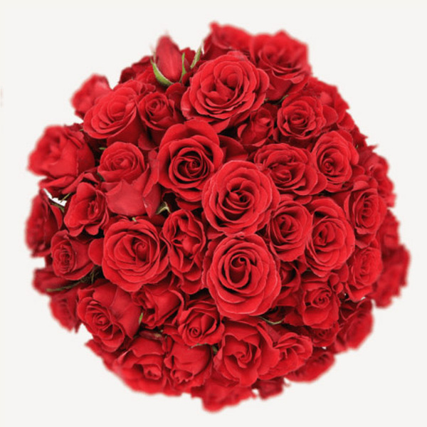 ROSA RAMIFICADA *BRAVO* 60CM
