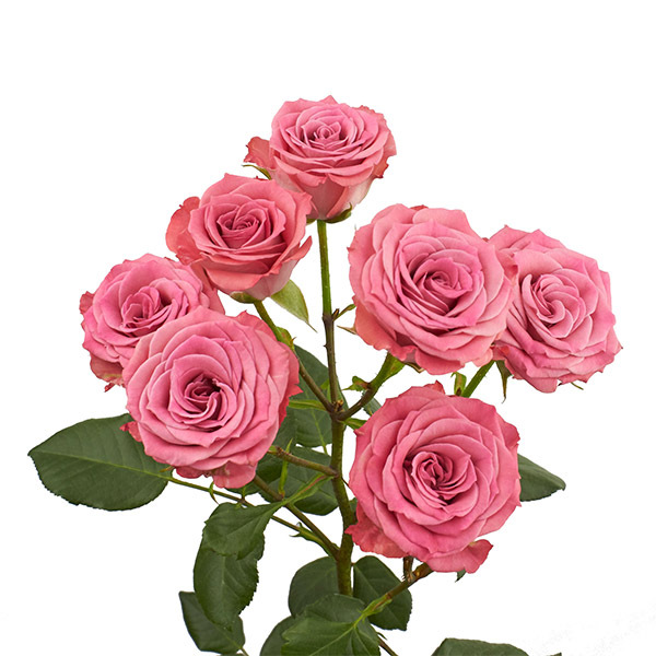 ROSA RAMIFICADA *BRILLANT STARS SCORPION* 60CM