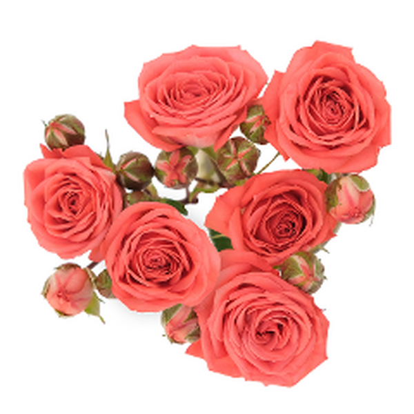 ROSA RAMIFICADA *CORCEGA* COL 60CM