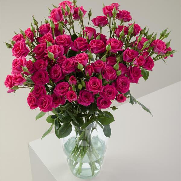 ROSA RAMIFICADA *FIRE UP* 50CM