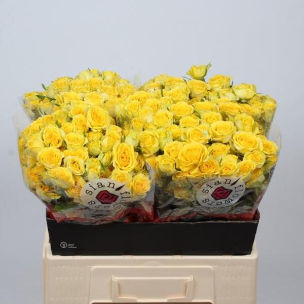 ROSA RAMIFICADA GROC *GOLDEN BLOSSOMS* 70CM