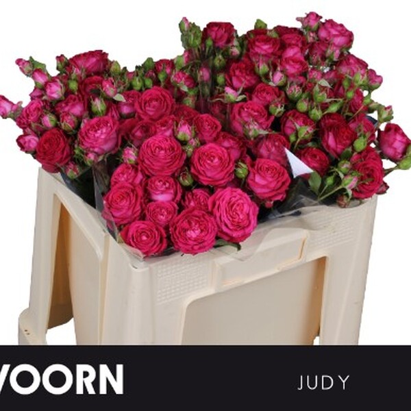ROSA RAMIFICADA *JUDY* 40CM