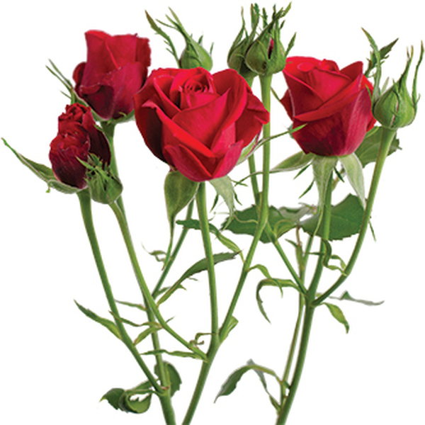 ROSA RAMIFICADA 60CM ALMA *SCARLET MIMI*