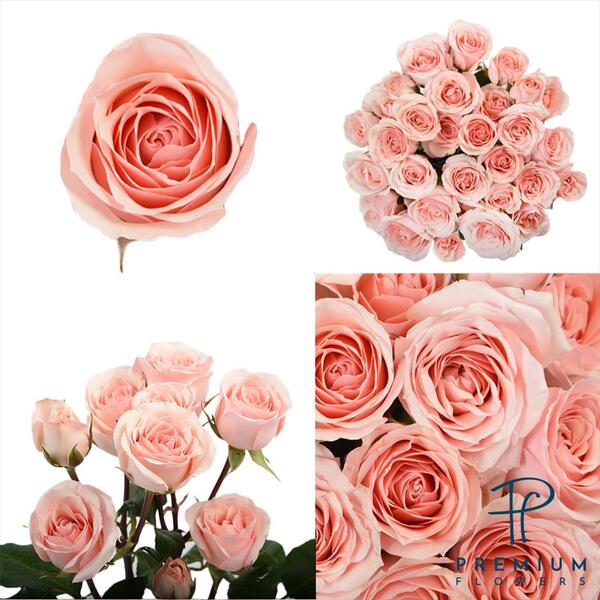 ROSA RAMIFICADA *STAR BLUSH* 50CM