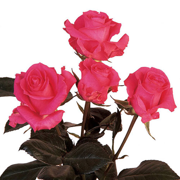 ROSA RAMIFICADA *SUPER NOVA* 60CM