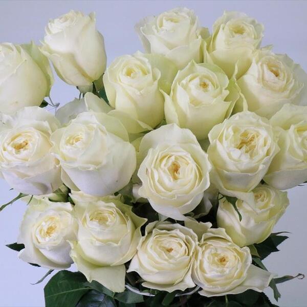 ROSA IMP. GARDEN *COLDPLAY* 50CM  