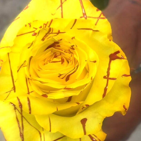 ROSA CATALANA 60CM ESQUITXADA