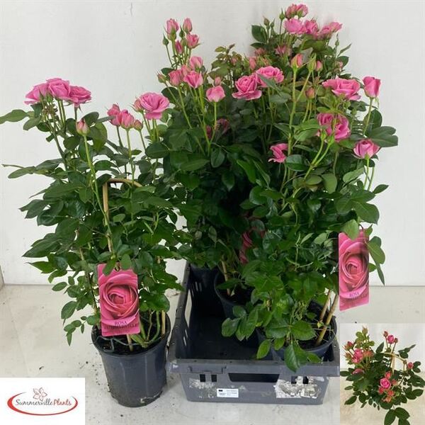 PLANTA ROSER OV T19CM COLOR ROSA 