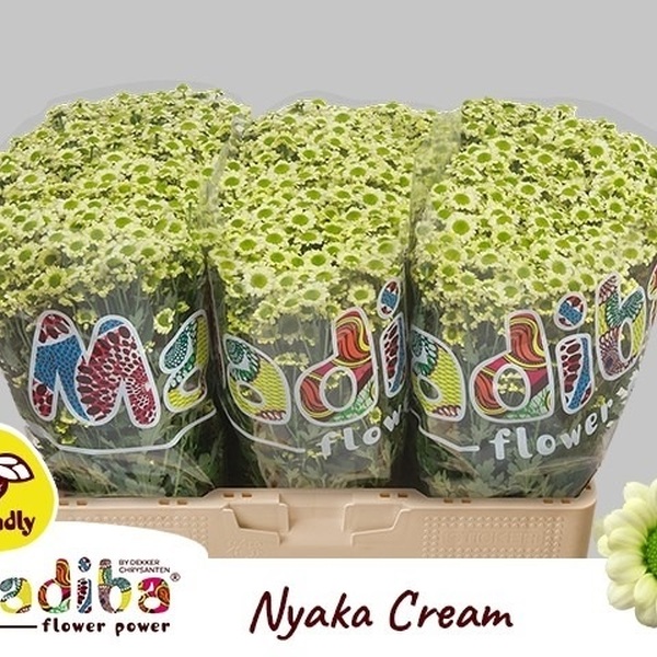 CRISANTEM SANTINI NYAKA CREAM