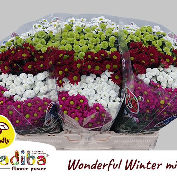 CRISANTEM SANTINI MIX *WONDERFUL WINTER*
