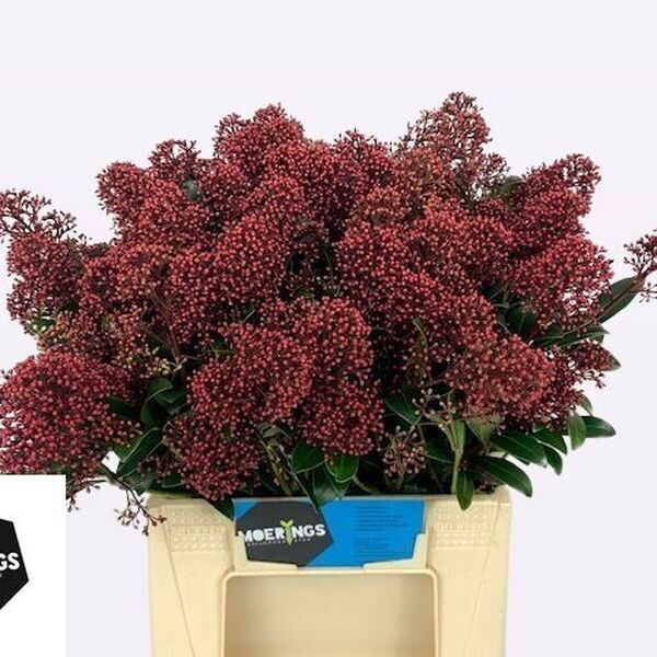 SKIMMIA RUBELLA 40CM