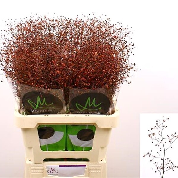 TALINUM PANICULATUM LONG JOHN 70CM