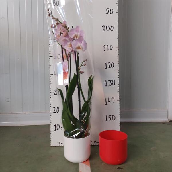 TEST PLASTIC 11.5TX12.5CM  *BLANC*