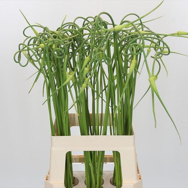 ALLIUM *OPHIOSCORODON CURLY* 65CM