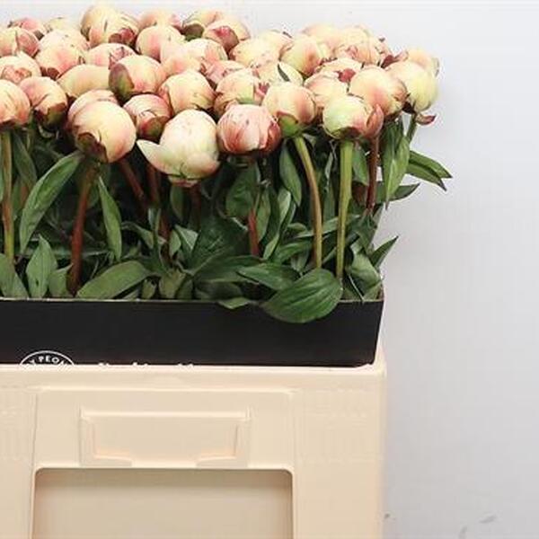 PEONIA DR. BRETHOUR 50CM
