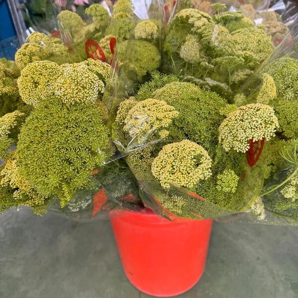 AMMIMAJUS DILLE NACIONAL COLOR LLIMA