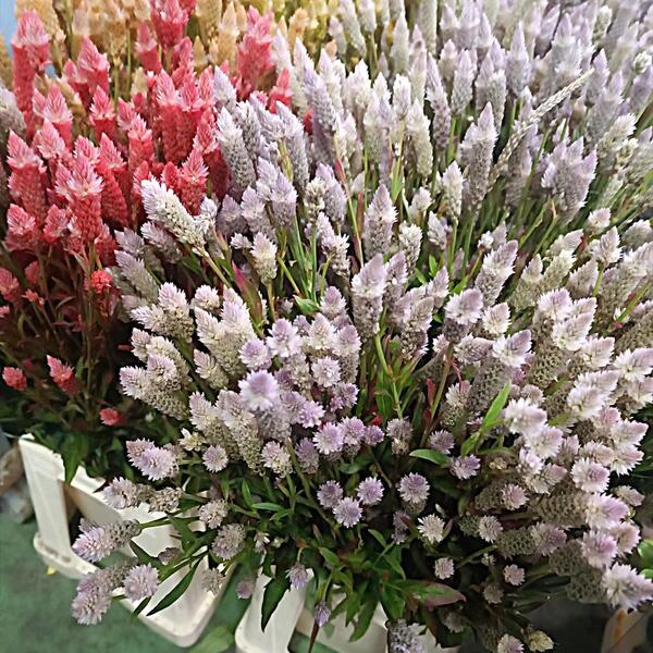 CELOSIA PLUMETES NACIONAL