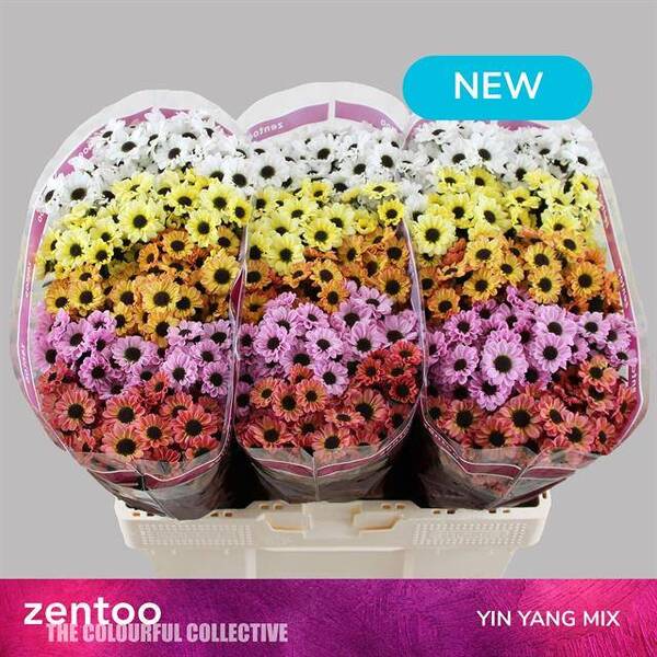 CRISANTEM SANTINI *MIX YIN YANG *