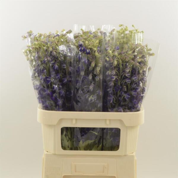 DELPHINIUM *DONNA PURPLE* 80CM