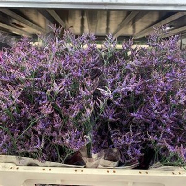 LIMONIUM SAFORA DARK BLUE 70CM