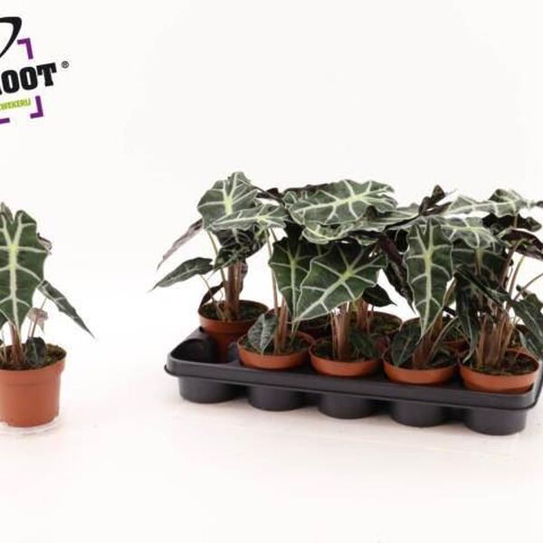 PL. ALOCASIA POLLY T12CM