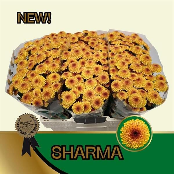 CRISANTEM SANTINI SHARMA [boleta]