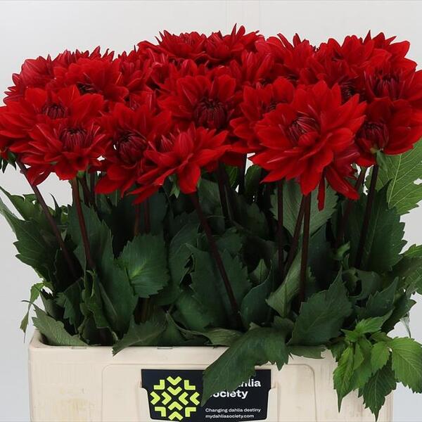 DALIA *HEATWAWE* 55CM