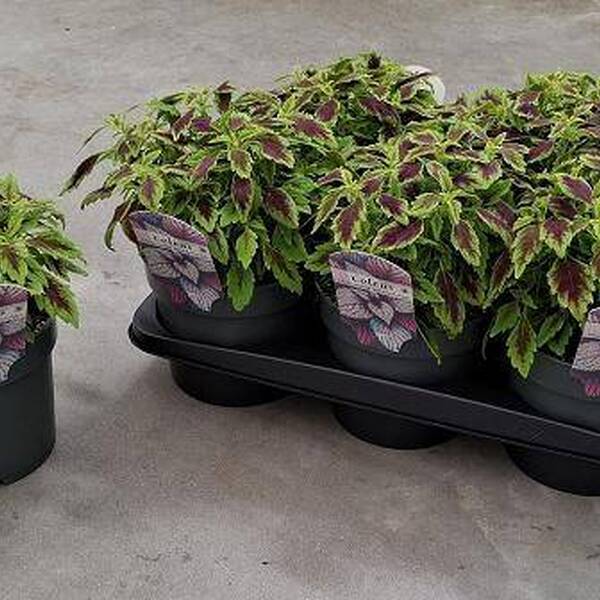 PLANTA COLEUS T17CM X6