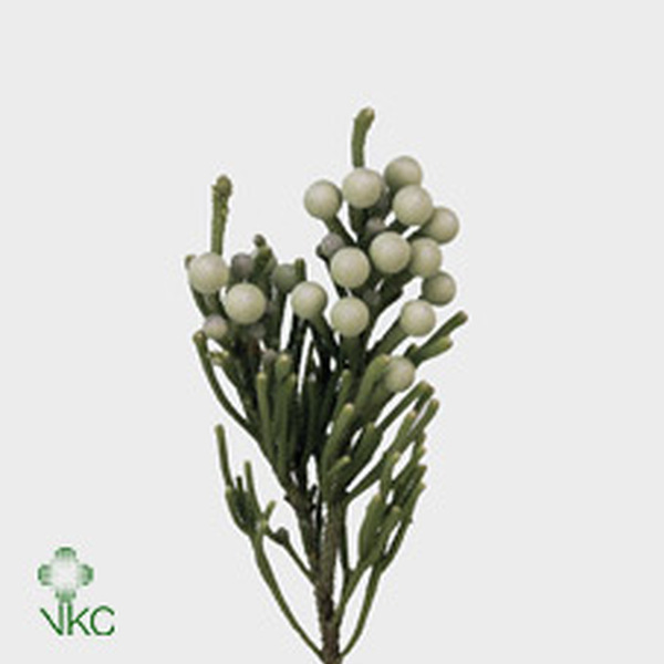 BRUNIA SILVER LAEVIS 50CM