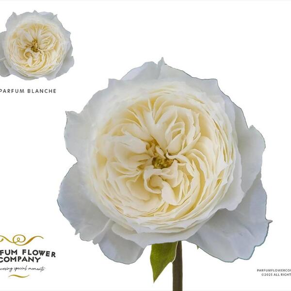 ROSA GARDEN BLANCH ELEGANCE 50CM