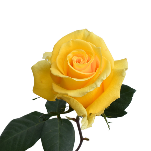 ROSA IMP. 50CM *TEXAS* 