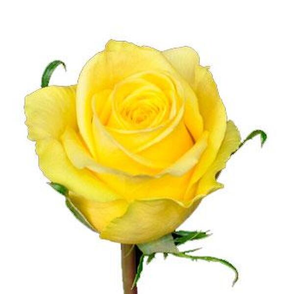 ROSA GROC *STARDUST* 60CM