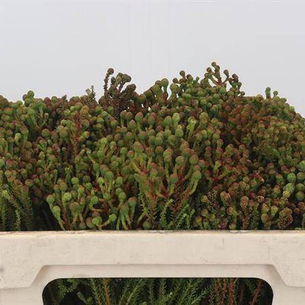 BOQUET CAPE GREEN BERZELIA 50CM