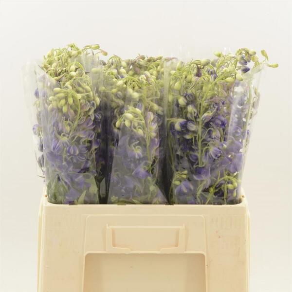 DELPHINIUM *DONNA PURPLE* 60CM