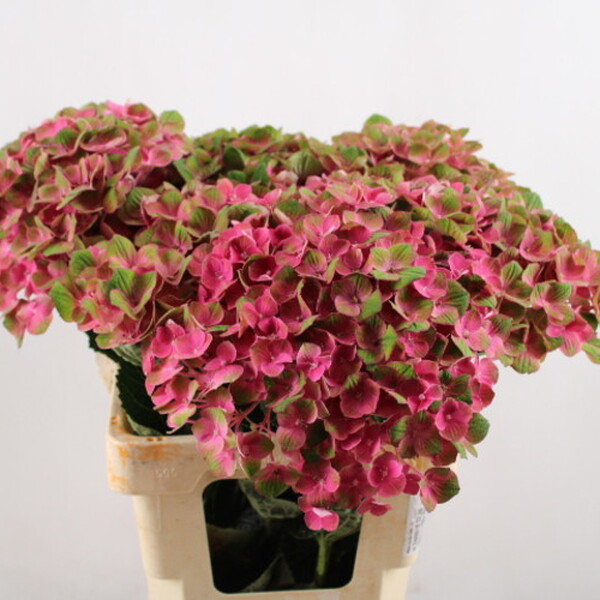 HORTENCIA CHARLOTTE 50CM