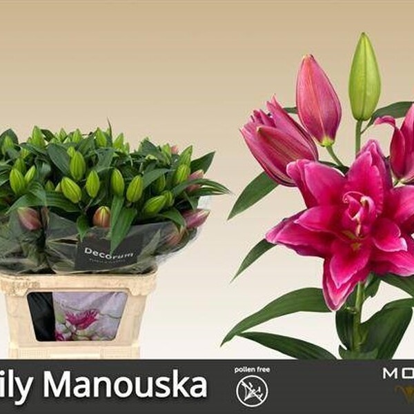 ORIENTAL *ROSELILY MANOUSKA* 90CM  flor doble