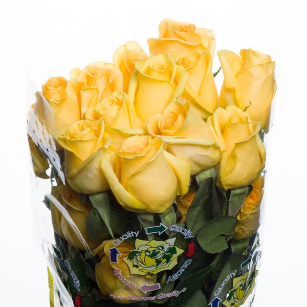 ROSA IMP. 50CM STAR *HUMMER* GROC