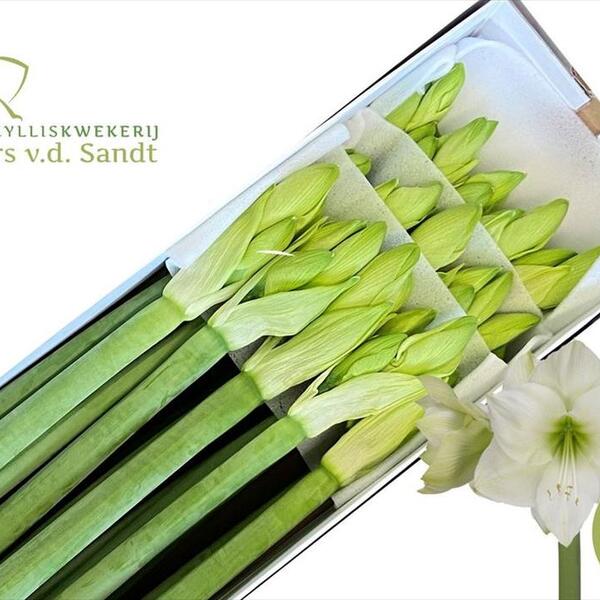 AMARYLLIS CASABLANCA 80CM ( X18 BLANC )