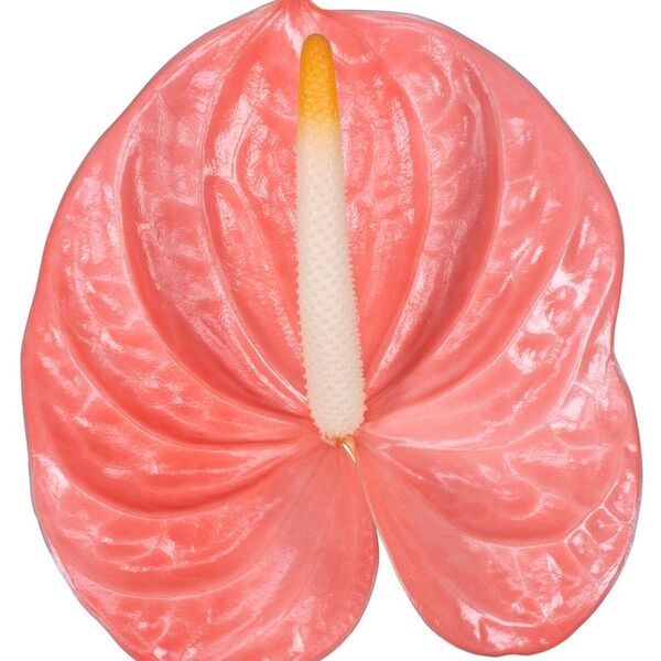 ANTHURIUM ROSA FARAO IMP X12