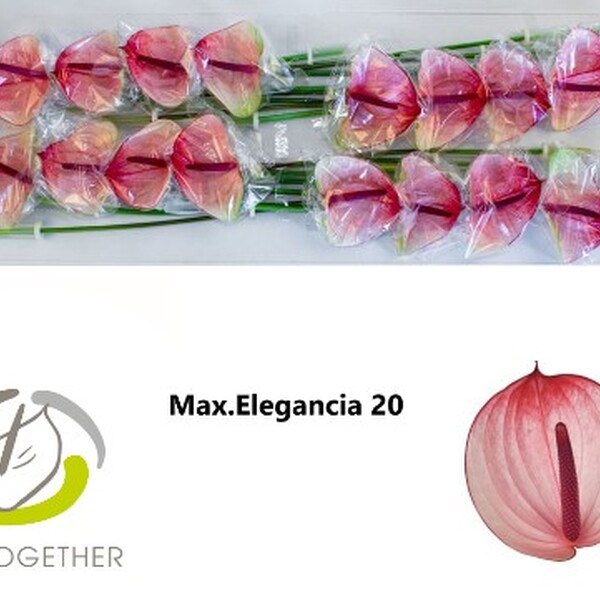 ANTHURIUM *MAXIMA ELEGANCE* IMP. X20