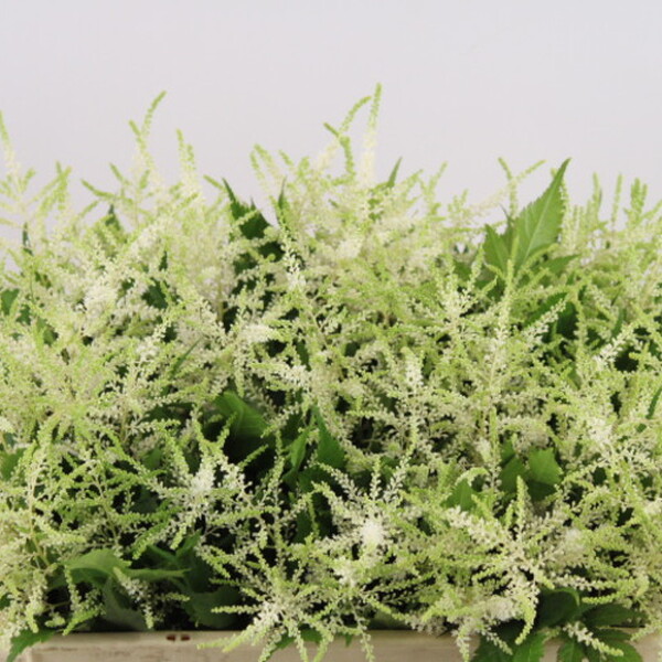 ASTILBE WHASINGTON 45CM