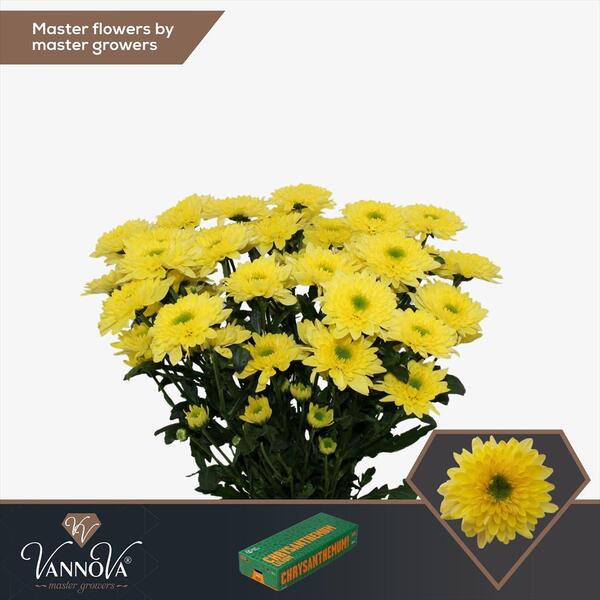 CRISANTEM *YELLOW COMMANDER* flor doble